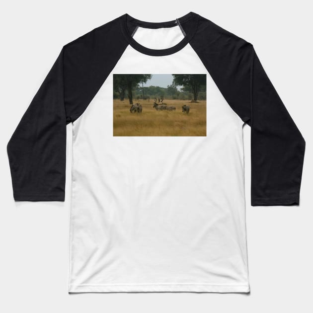 Zebras Gathering Baseball T-Shirt by KarenZukArt